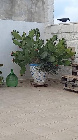 appartamento in vendita a Monopoli in zona Centro Storico