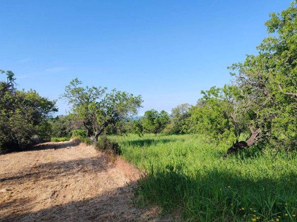 terreno agricolo in vendita a Monopoli in zona Cozzana