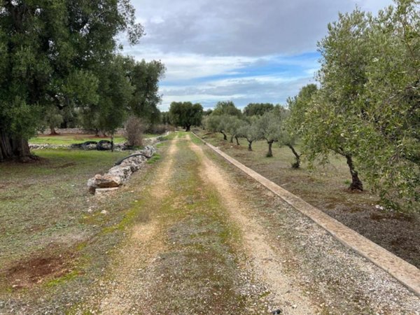 terreno agricolo in vendita a Monopoli
