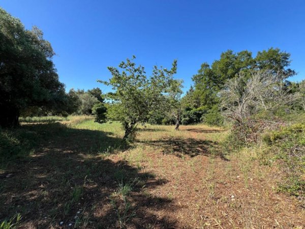 terreno agricolo in vendita a Monopoli
