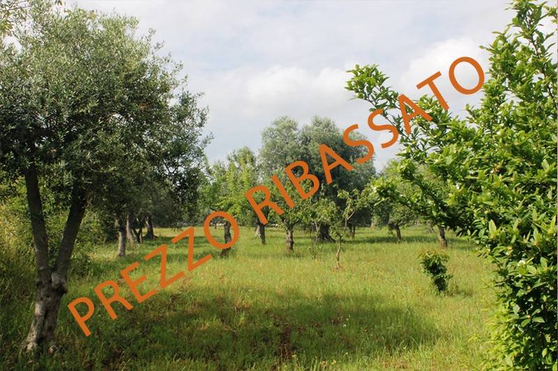 terreno agricolo in vendita a Monopoli in zona Cristo delle Zolle