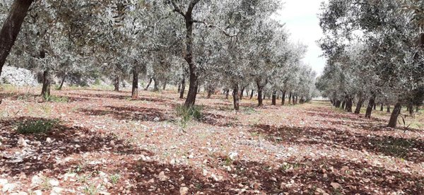 terreno agricolo in vendita a Monopoli in zona Cristo delle Zolle