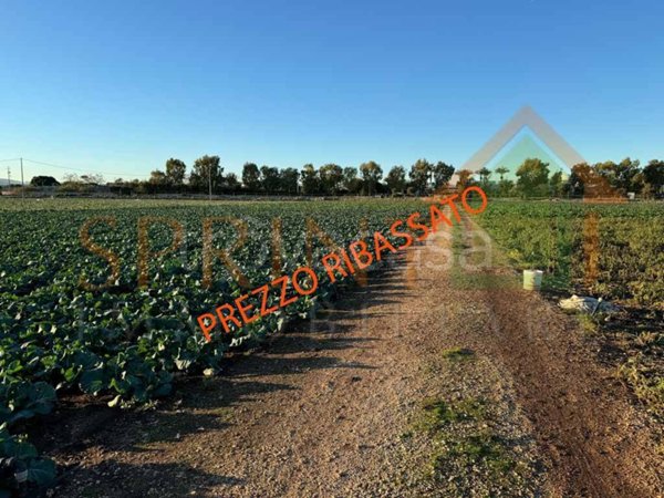 terreno agricolo in vendita a Monopoli