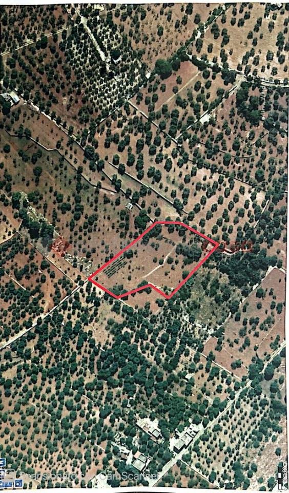 terreno agricolo in vendita a Monopoli in zona Cristo delle Zolle