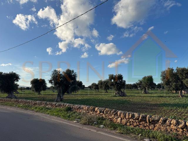 terreno agricolo in vendita a Monopoli