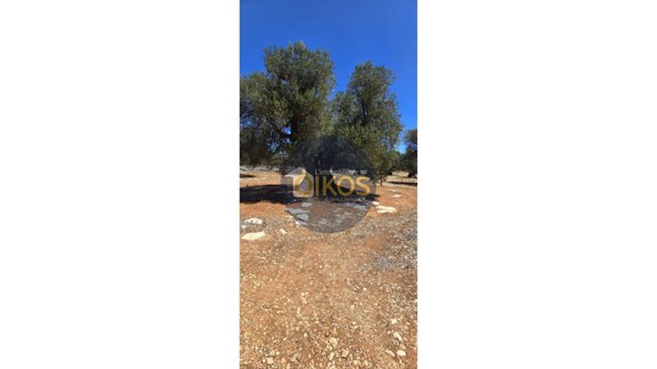terreno agricolo in vendita a Monopoli