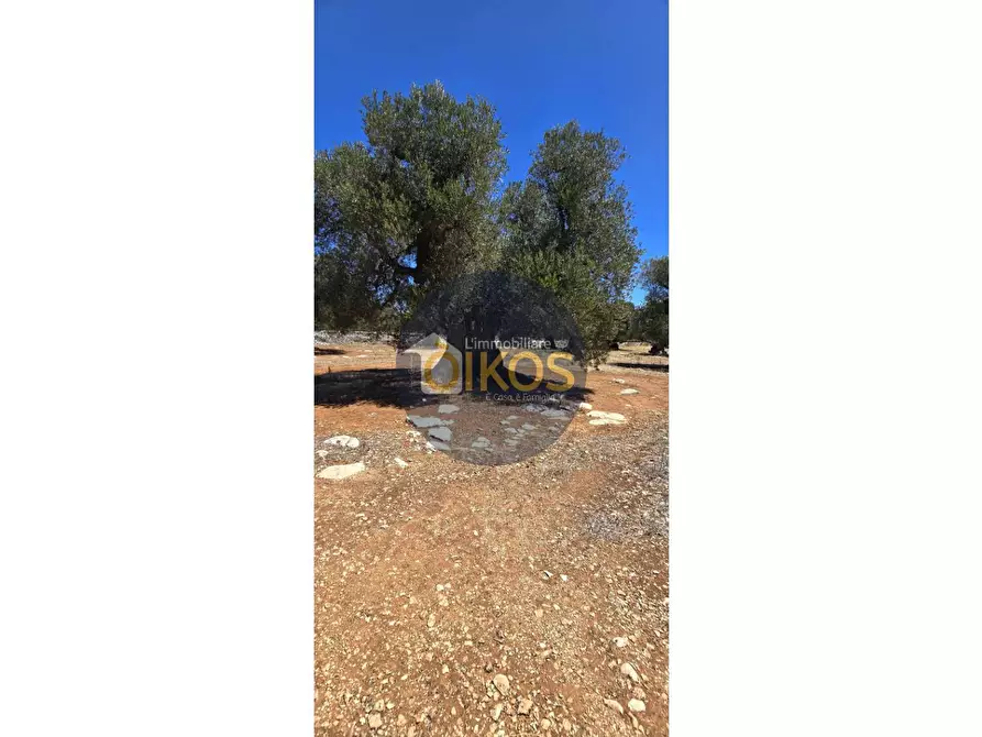 terreno agricolo in vendita a Monopoli