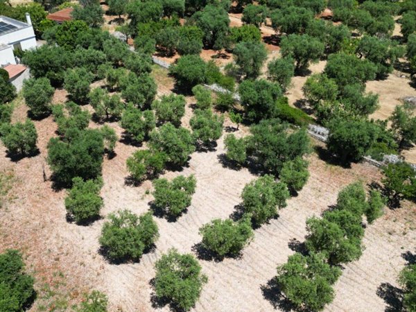 terreno agricolo in vendita a Monopoli in zona Cristo delle Zolle