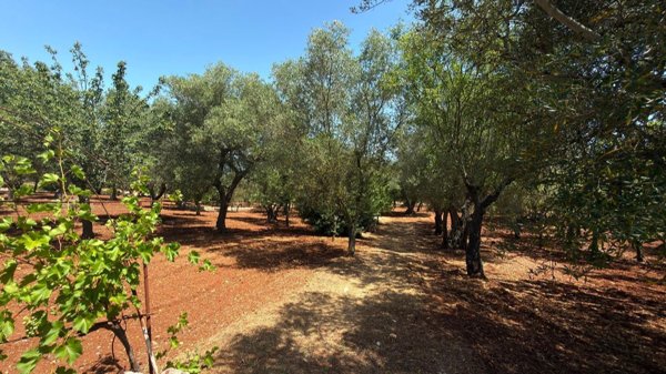 terreno agricolo in vendita a Monopoli