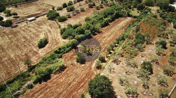 terreno agricolo in vendita a Monopoli in zona Cristo delle Zolle