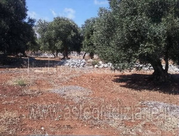 terreno in vendita a Monopoli in zona Petrarolo