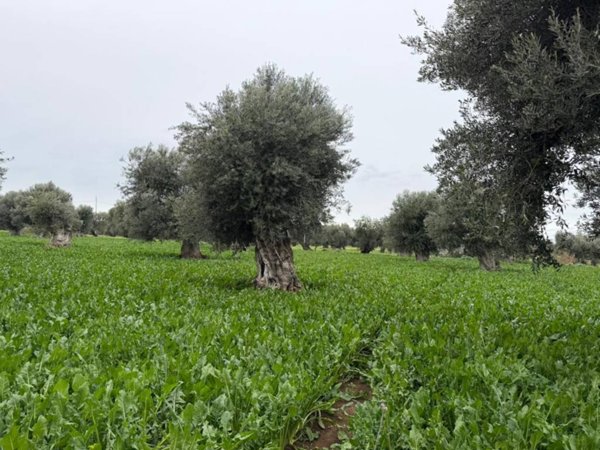 casa indipendente in vendita a Monopoli in zona Cristo delle Zolle
