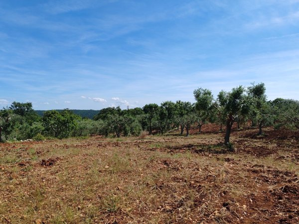 terreno in vendita a Monopoli