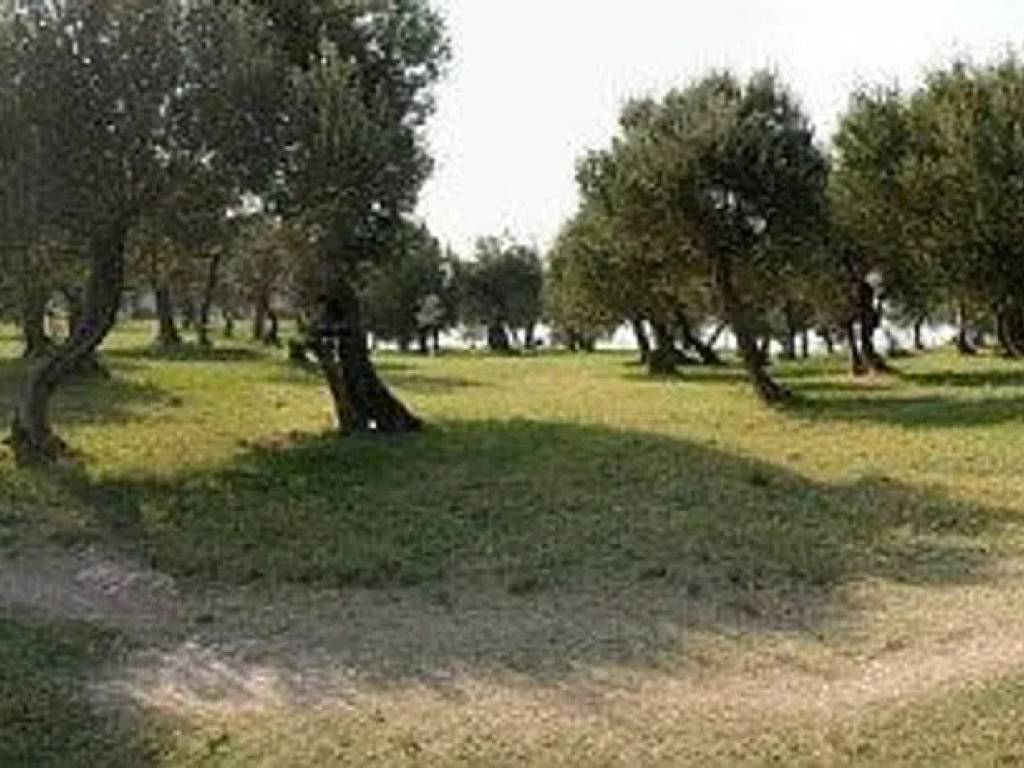 terreno agricolo in vendita a Noicattaro