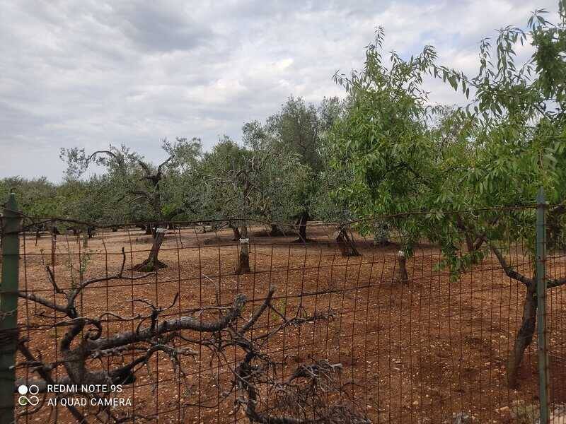 terreno agricolo in vendita a Palo del Colle