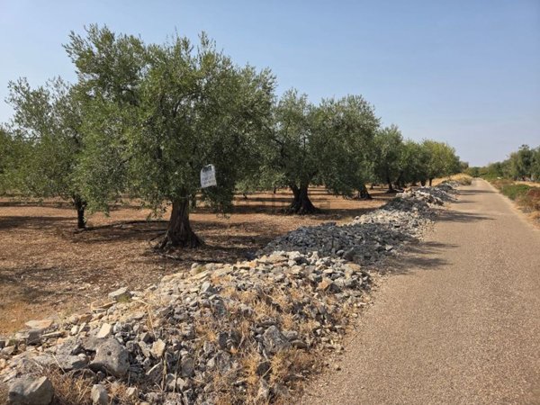 terreno agricolo in vendita a Palo del Colle
