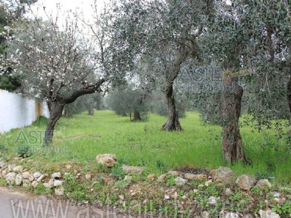 terreno agricolo in vendita a Palo del Colle in zona Auricarro