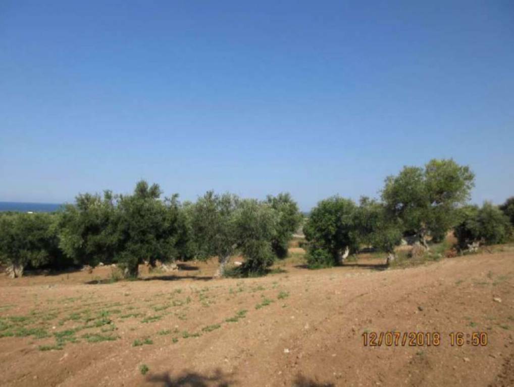 terreno agricolo in vendita a Polignano a Mare