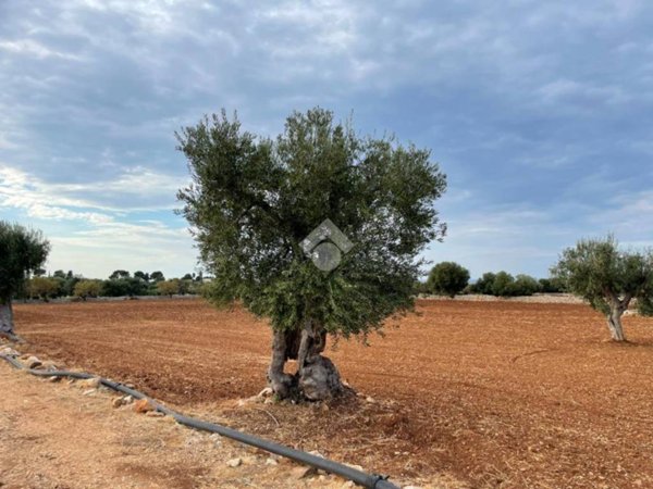 terreno agricolo in vendita a Polignano a Mare