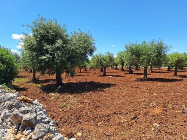 terreno agricolo in vendita a Polignano a Mare
