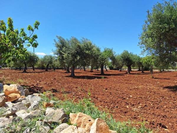 terreno agricolo in vendita a Polignano a Mare