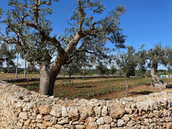 terreno agricolo in vendita a Polignano a Mare