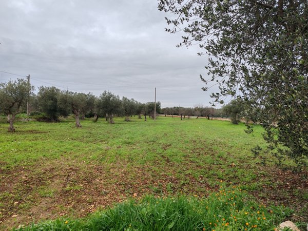 terreno agricolo in vendita a Polignano a Mare in zona Chiesa Nuova
