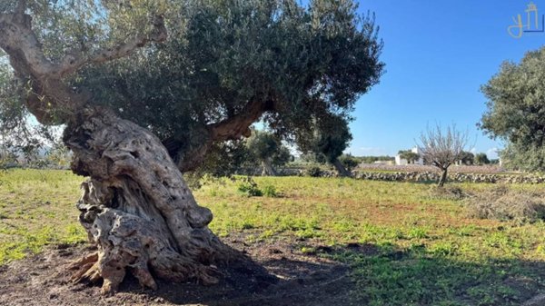 casa indipendente in vendita a Polignano a Mare