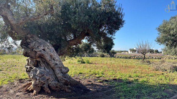 terreno in vendita a Polignano a Mare