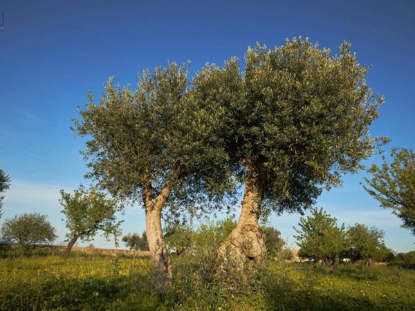casa indipendente in vendita a Polignano a Mare