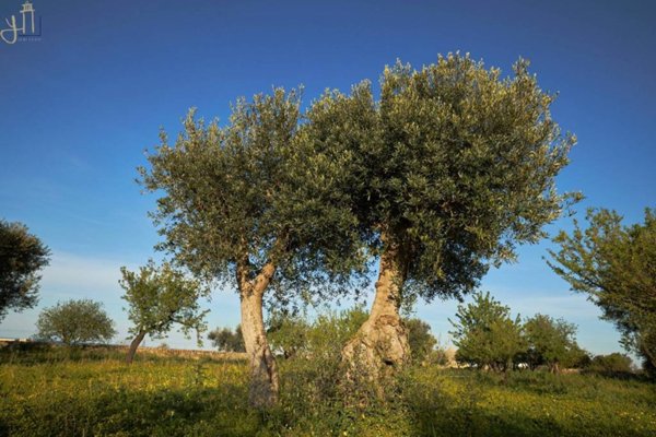 casa indipendente in vendita a Polignano a Mare
