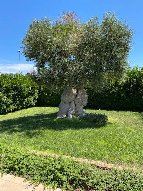 casa indipendente in vendita a Polignano a Mare