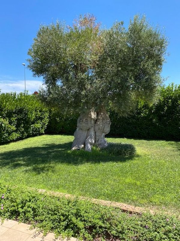 casa indipendente in vendita a Polignano a Mare