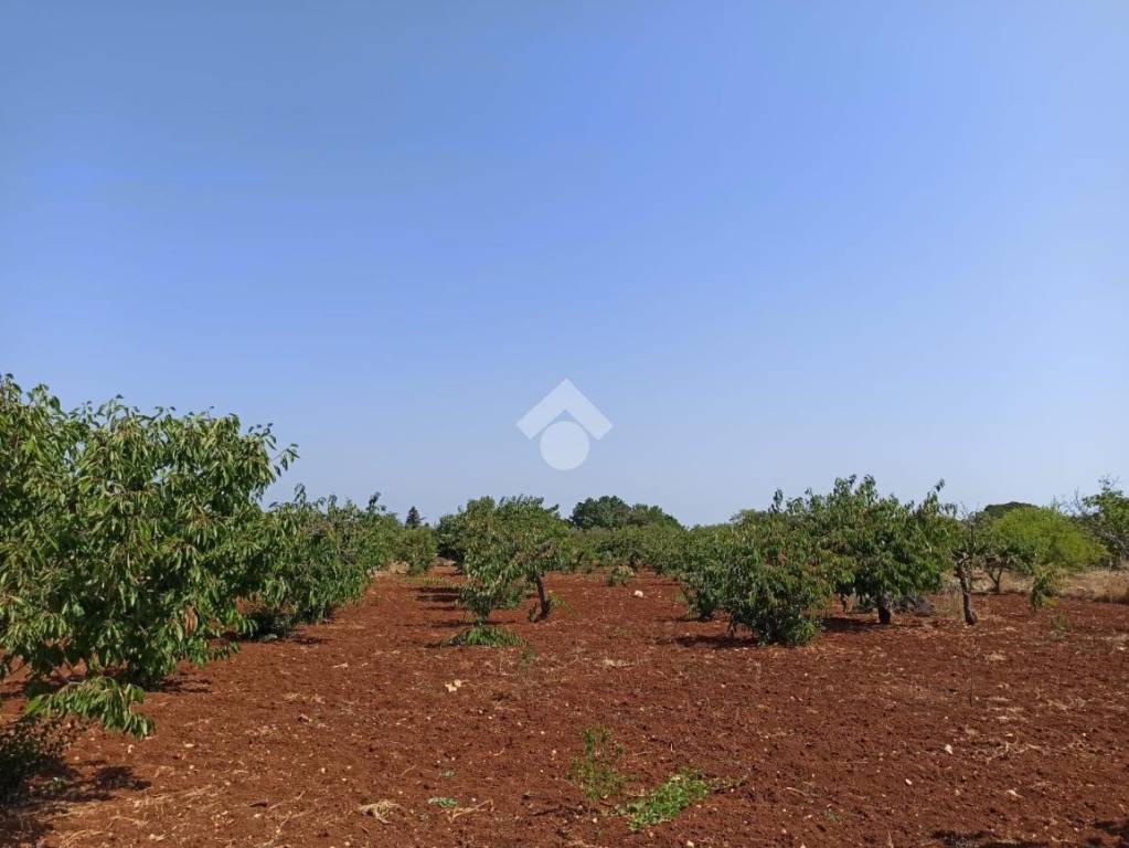 terreno agricolo in vendita a Polignano a Mare in zona Cavuzzi