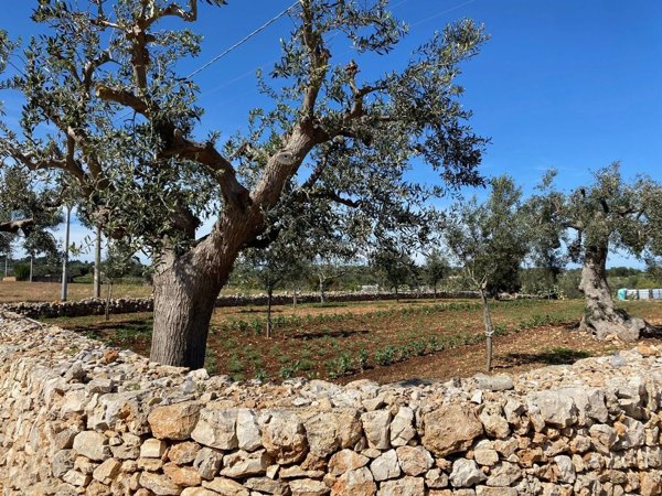 terreno in vendita a Polignano a Mare in zona Cavuzzi