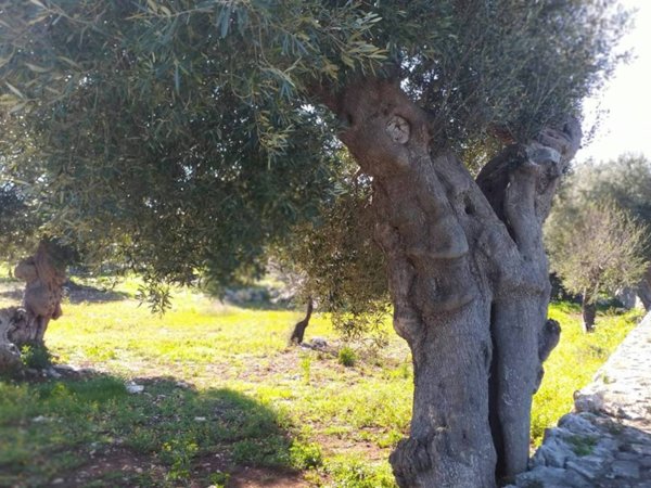 terreno in vendita a Polignano a Mare in zona Cavuzzi