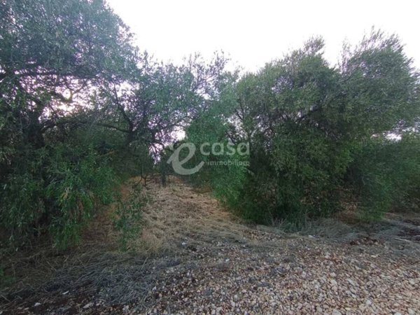 terreno agricolo in vendita a Rutigliano