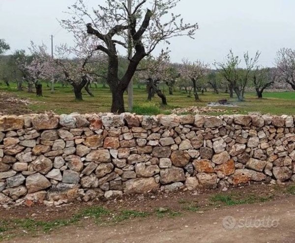azienda agricola in vendita a Ruvo di Puglia