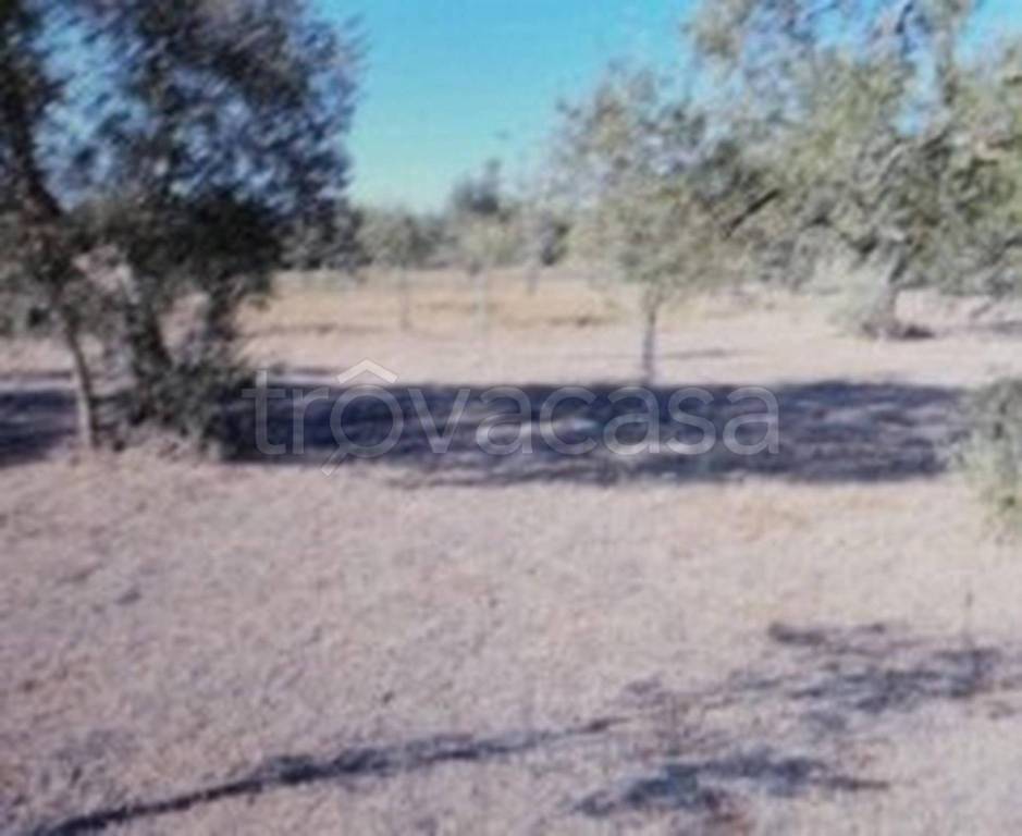 terreno agricolo in vendita a Ruvo di Puglia