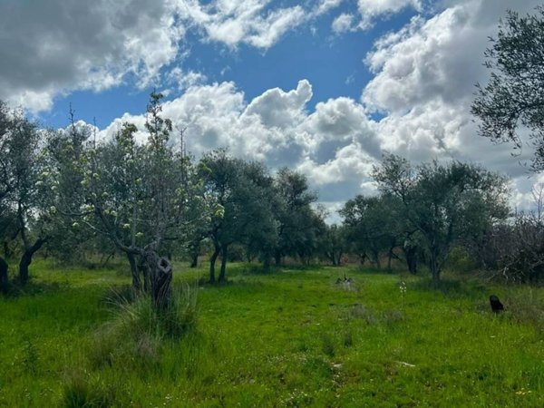 terreno agricolo in vendita a Ruvo di Puglia