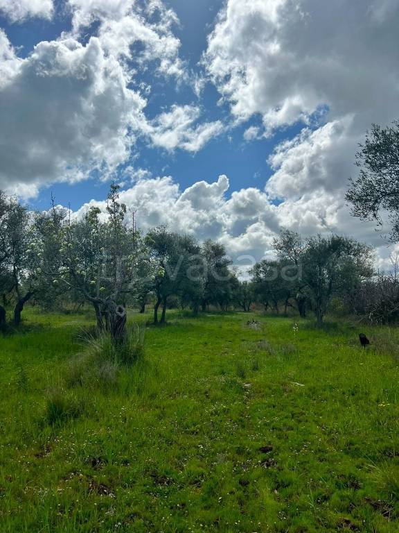 terreno agricolo in vendita a Ruvo di Puglia