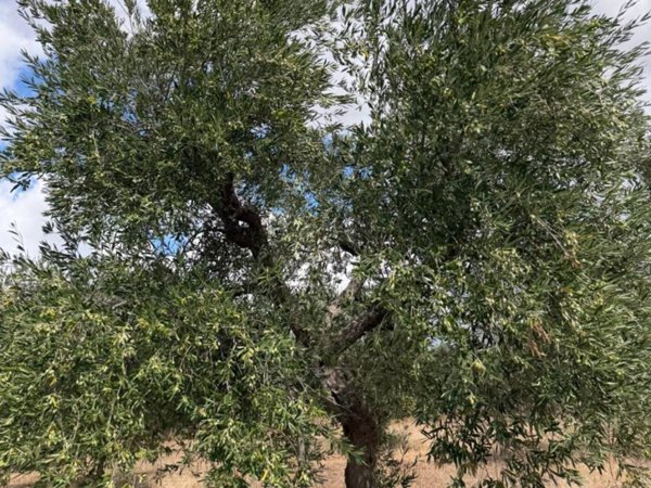 terreno agricolo in vendita a Ruvo di Puglia