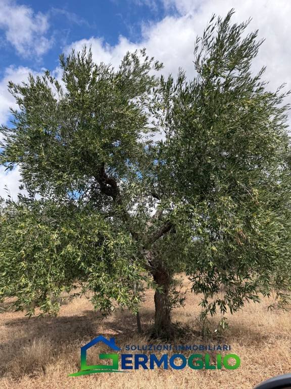 terreno in vendita a Ruvo di Puglia