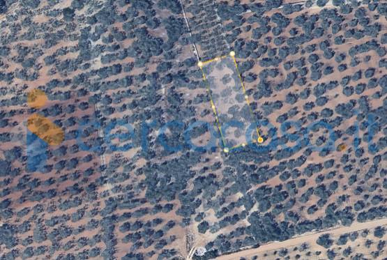 terreno agricolo in vendita a Sannicandro di Bari