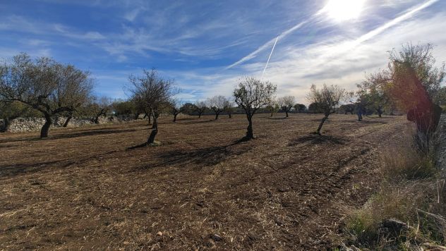 terreno agricolo in vendita a Santeramo in Colle