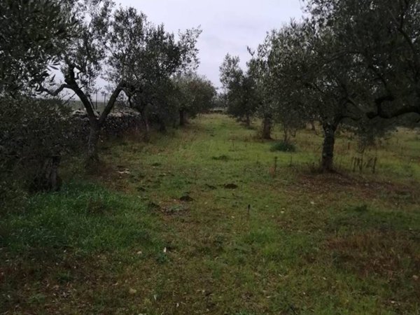terreno agricolo in vendita a Santeramo in Colle