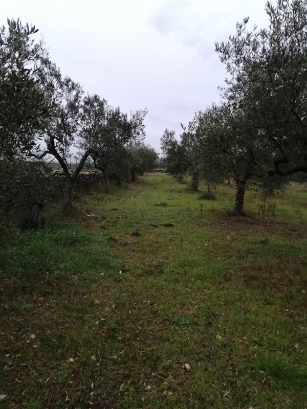 terreno agricolo in vendita a Santeramo in Colle
