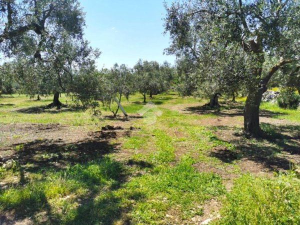 terreno agricolo in vendita a Terlizzi