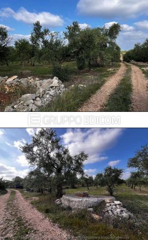 terreno agricolo in vendita a Toritto