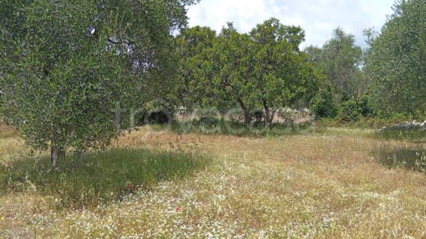 terreno agricolo in vendita a Triggiano